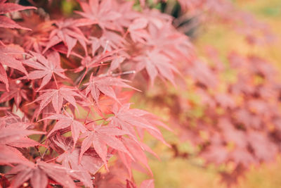 Close-up of maple leaves growing in park