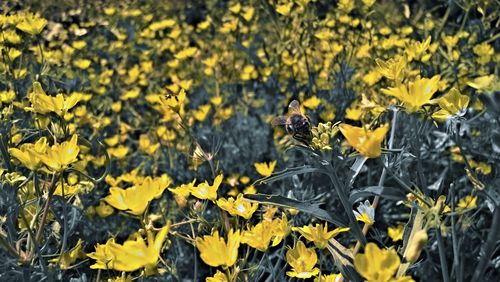 Yellow flowers on plant