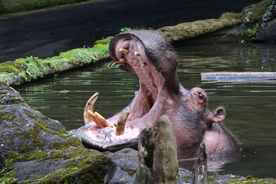 Monkeys in a lake