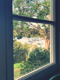 Close-up of plants seen through window