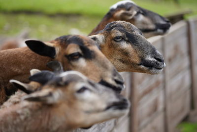 Close-up of cows