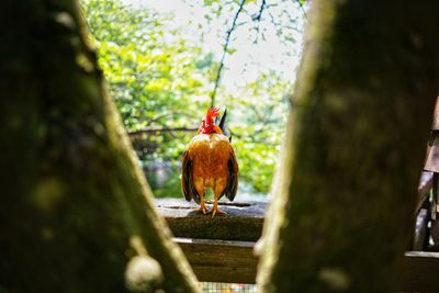 Bird perching on a tree