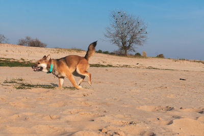 View of dog on dirt road