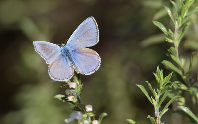 Close-up of butterfly pollinating on flower