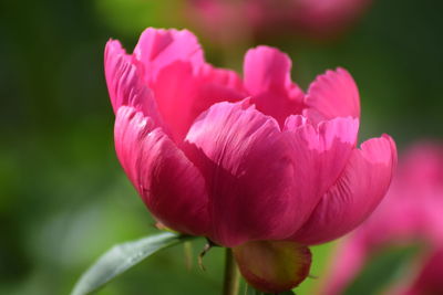 Close-up of pink tulips