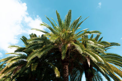 Low angle view of palm tree against sky