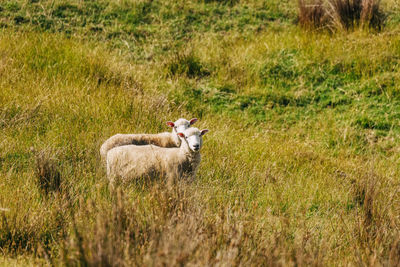 Sheep on field