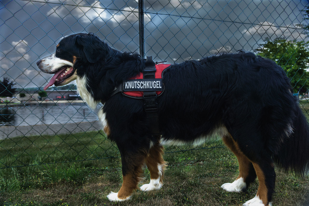 dog, chainlink fence, domestic animals, safety, animal themes, protection, mammal, pets, one animal, day, full length, standing, outdoors, no people