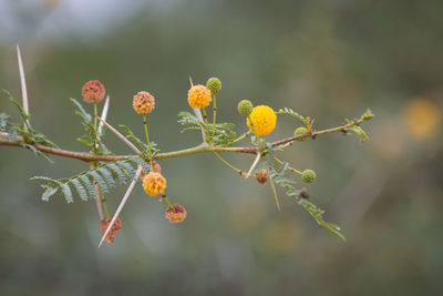 Close-up of flowers