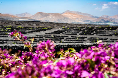 Purple flowering plants on landscape against sky