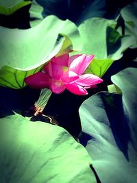 Close-up of flower blooming outdoors