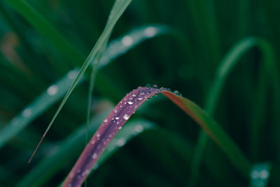 Close-up of fresh green plant