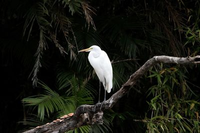 Close-up of heron perching on tree