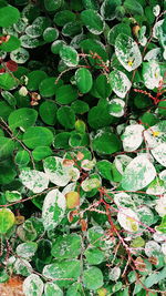 Full frame shot of ivy on plant