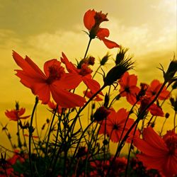Close-up of orange flowering plants on field against sky