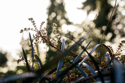 Close-up of plants against trees