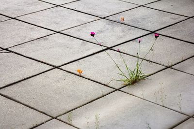 Shadow on tiled floor