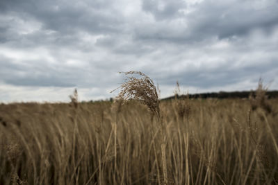 Scenic view of field against cloudy sky