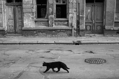 Black cat sitting on street