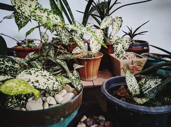 Close-up of potted plants on table