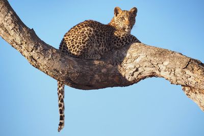 Low angle portrait of leopard lying on tree against clear sky