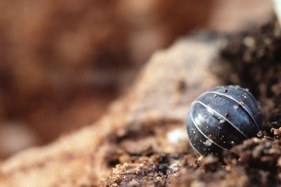 Close-up of shell on rock