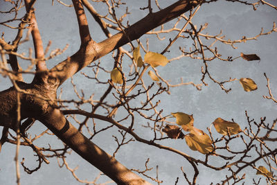 Low angle view of bird perching on bare tree