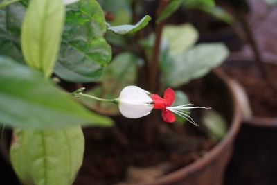 Close-up of white flowers blooming outdoors