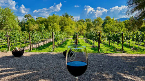 wine