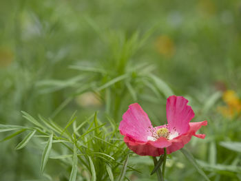 Close-up of pink flowering plant