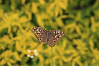 Close-up of butterfly pollinating flower