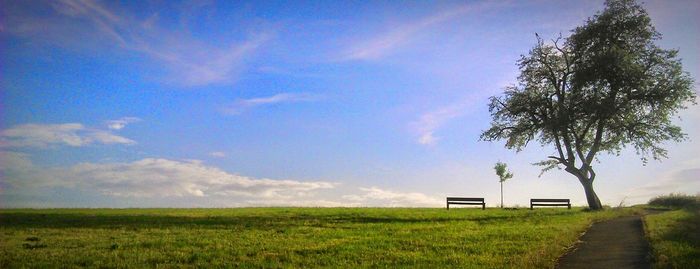 Trees on grassy field against sky