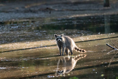 Cute young raccoon procyon lotor with face reflected in swamp water in naples, florida