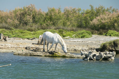 Horse on riverbank against sky