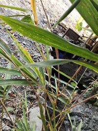 High angle view of bamboo plants on field