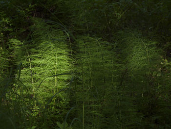 Scenic view of forest