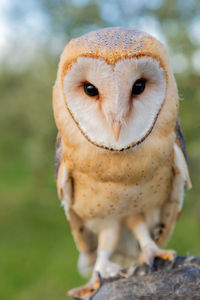 Close-up portrait of owl