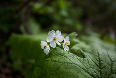 Close-up of white flowering plant