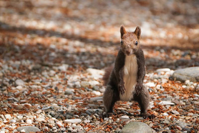 Portrait of squirrel on rock