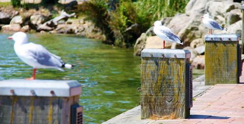 Seagull perching on wooden post