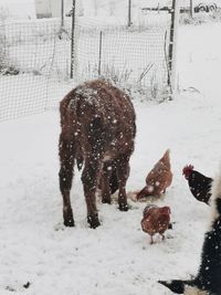 Two dogs on snow covered land