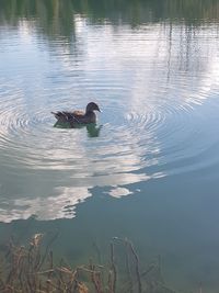 Swan swimming on lake