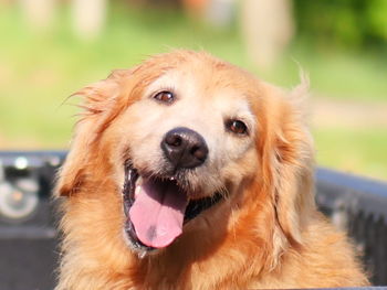 Close-up portrait of a golden dog
so happy after do some jogging