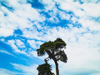 Low angle view of tree against sky