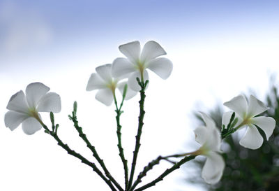 Close-up of white flowering plant against sky