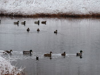 Ducks swimming in lake