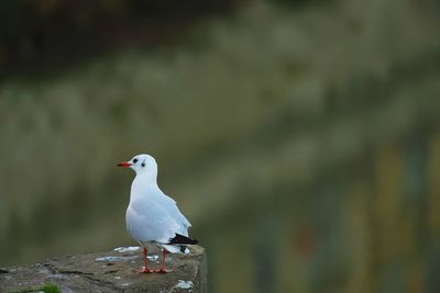 Close-up of seagull perching on wooden post