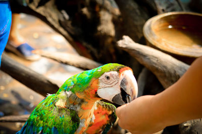 Close-up of parrot perching on hand