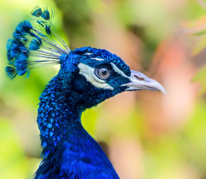 Close-up of a peacock