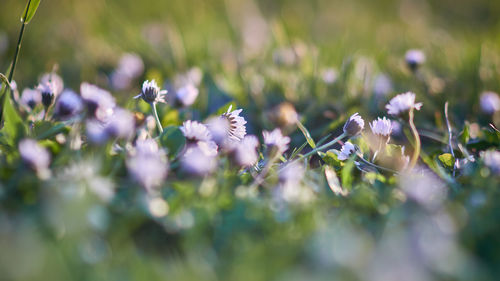 Close-up of purple flowering plants on field